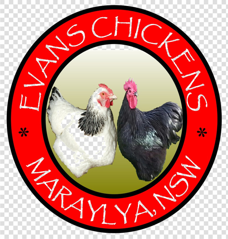 Evans Chickens Photos Backyard Chickens For Sale Sydney   Rooster  HD Png DownloadTransparent PNG