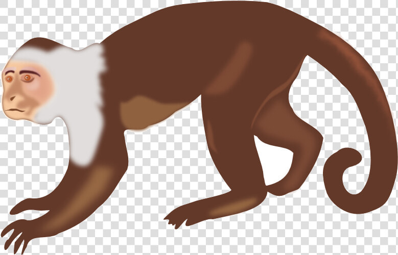 Monkey Clipart Animal Clip Art Photo Transparent Png   Capuchin Monkey Clip Art  Png DownloadTransparent PNG
