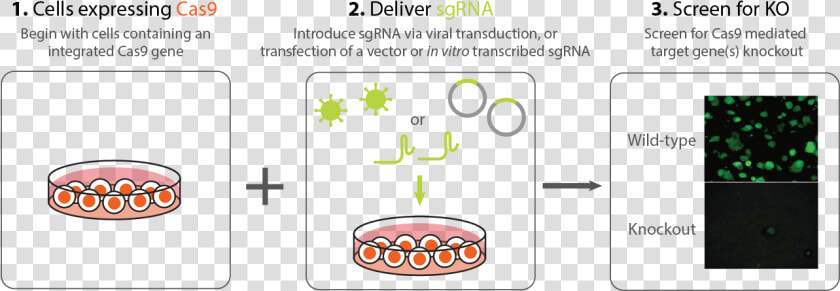Stable Cell Line  HD Png DownloadTransparent PNG