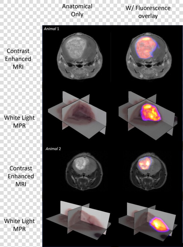 Molecular Fluorescence Data Is Shown As A 3d Maximum   Sphere  HD Png DownloadTransparent PNG