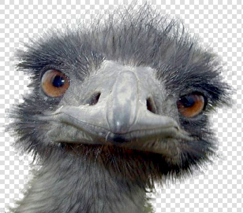 Peek A Boo Ostrich Postcards  960x721   Png Download   Ugly Emu  Transparent PngTransparent PNG