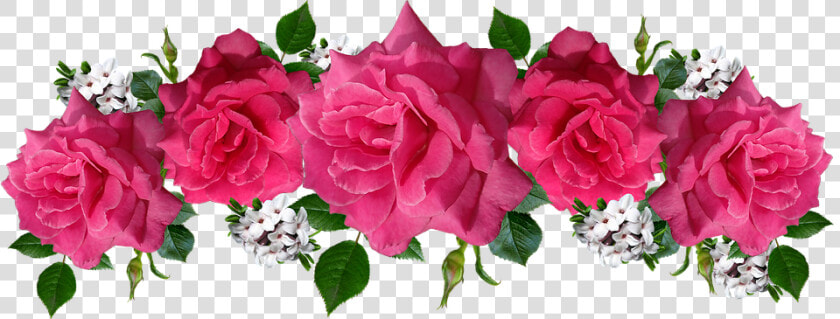 Rosas  Rosa  Flores  Daphne  Acuerdo  Jardín   Rosas Pink Png  Transparent PngTransparent PNG