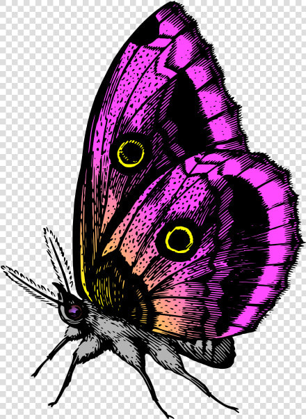 Butterfly In Purple Colors   You Give Me Butterflies  HD Png DownloadTransparent PNG