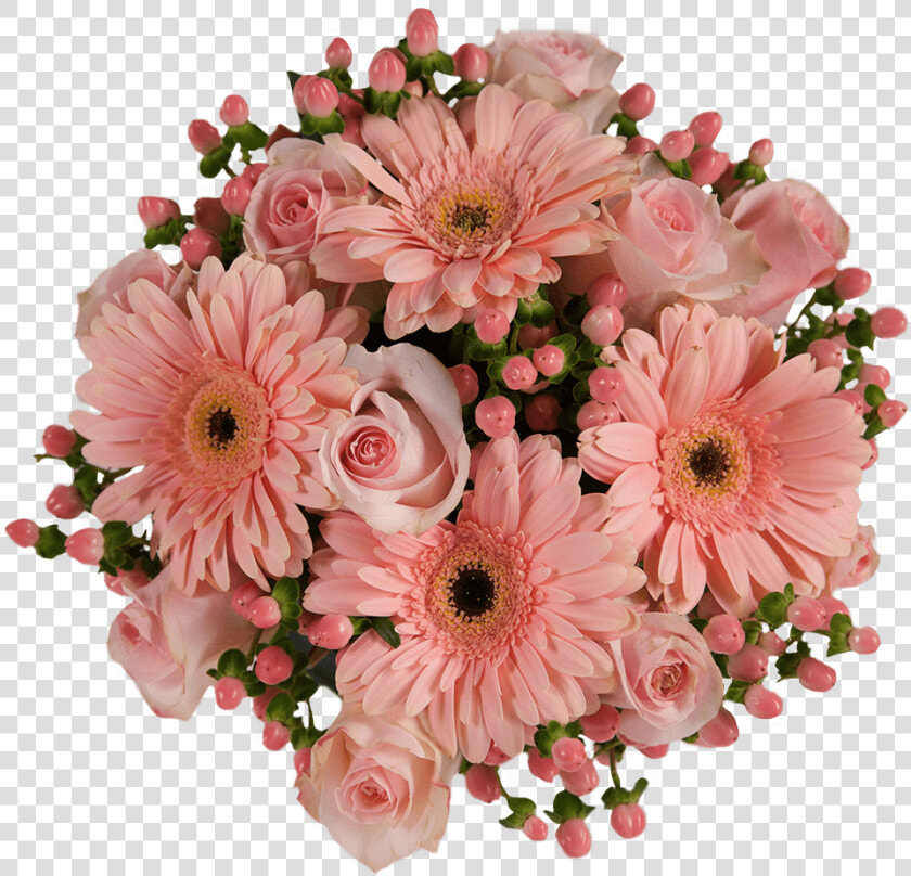 Barberton Daisy  HD Png DownloadTransparent PNG