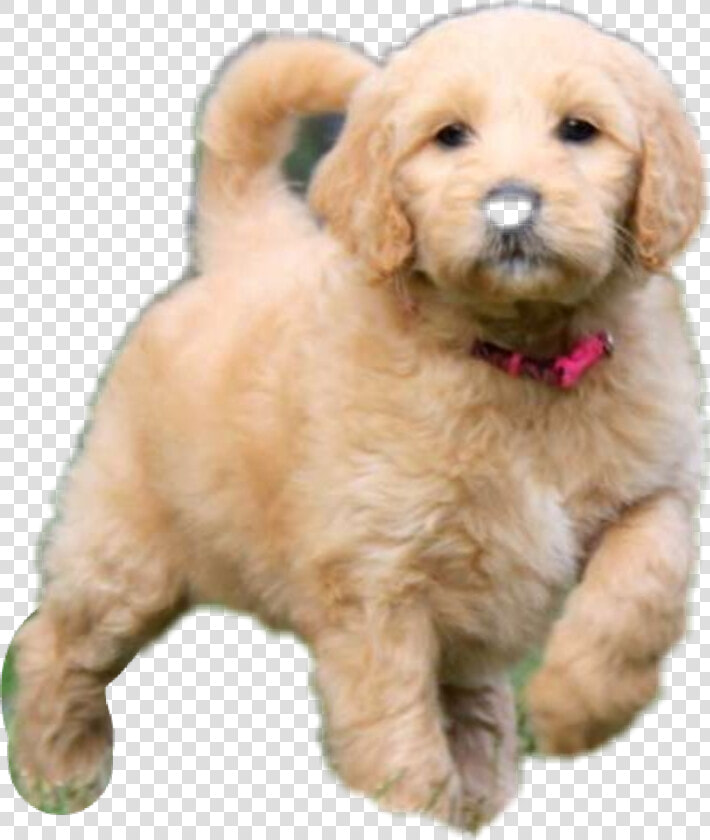  goldendoodle  dog  puppy  adorable  cute   Puppy Pictures Of Goldendoodles  HD Png DownloadTransparent PNG