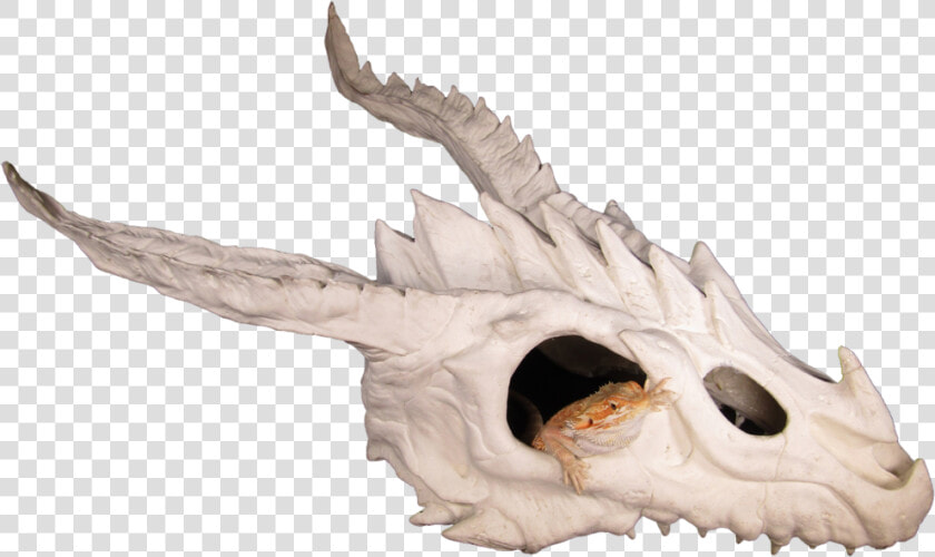 Bearded Dragon Skull Hide  HD Png DownloadTransparent PNG