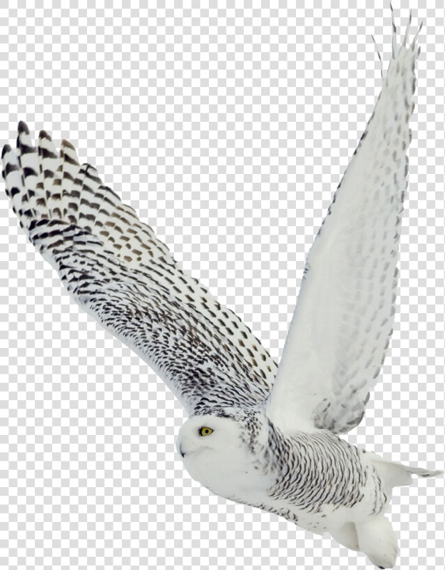 Owl Png   Snowy Owl Transparent Background  Png DownloadTransparent PNG
