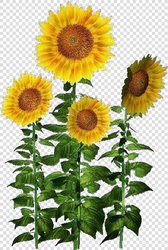 Plantas 3d   Girasol   Acca Software   Planta De Girasol Png  Transparent PngTransparent PNG