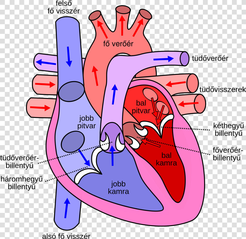Diagram Of The Human Heart Hu   Side Of The Heart Pumps Blood  HD Png DownloadTransparent PNG