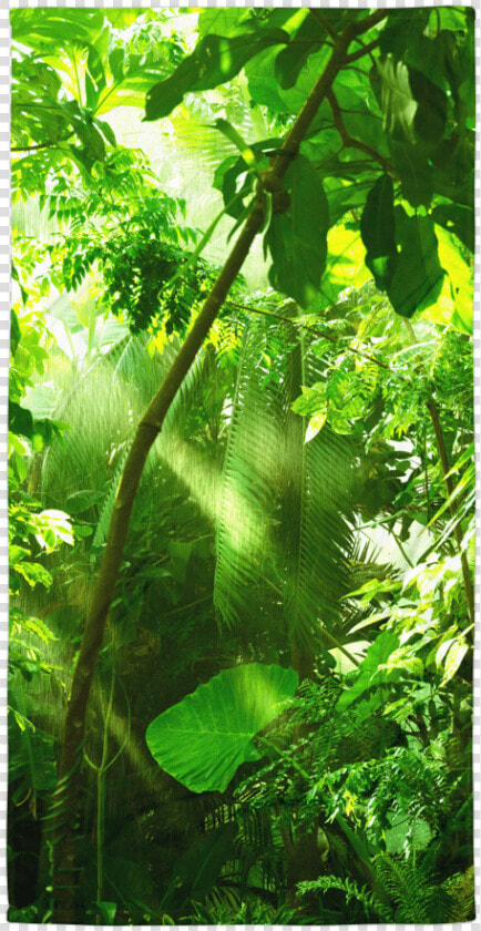 De Forets Tropicales  HD Png DownloadTransparent PNG