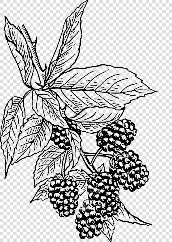 Blackberry Clip Arts   Blackberry Clip Art  HD Png DownloadTransparent PNG