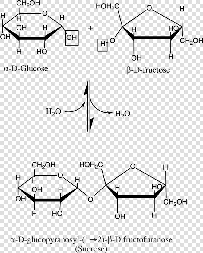 Sucrose Structure  HD Png DownloadTransparent PNG