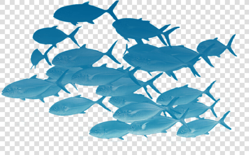 Fishes Png Page   School Of Fish Transparent  Png DownloadTransparent PNG