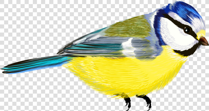 Bird Png   Vogel Transparent Hintergrund  Png DownloadTransparent PNG