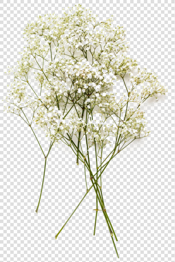 Baby S Breath Flowers Png Image Download   Baby  39 s Breath Flower Png  Transparent PngTransparent PNG