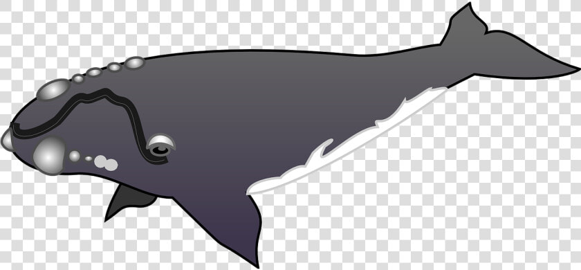 Humpback Whale Clipart Gray Whale   Grey Whale Clip Art  HD Png DownloadTransparent PNG