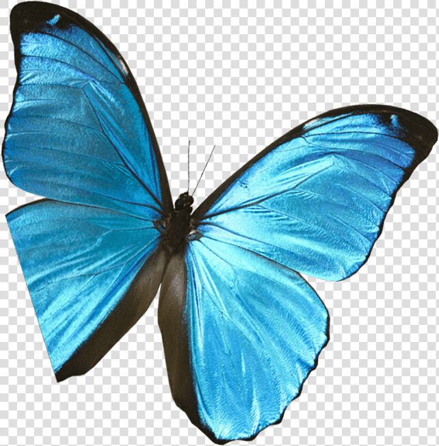 Butterfly pic   Lycaenid  HD Png DownloadTransparent PNG