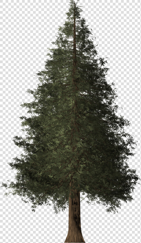 Redwood Tree Png  Transparent PngTransparent PNG