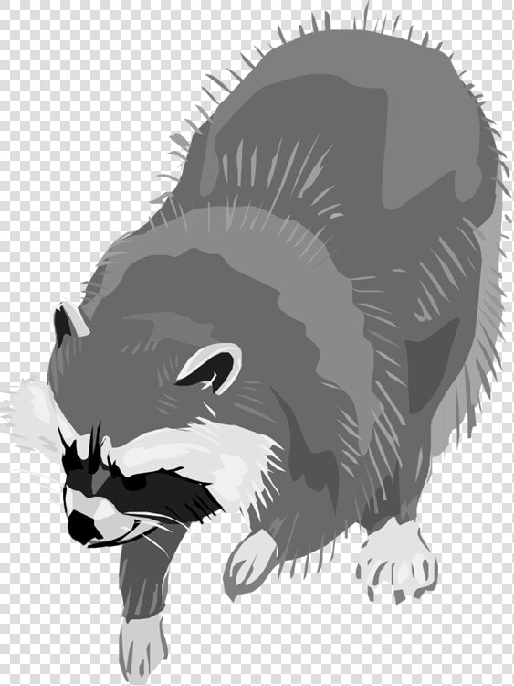 Free Raccoon Png Image Clipart   Raccoon Clipart Transparent Background  Png DownloadTransparent PNG
