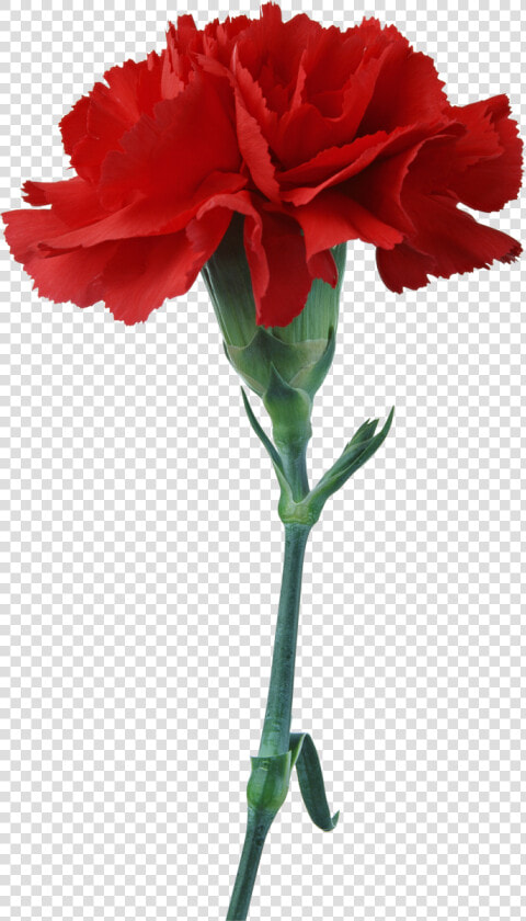Free Download Red Carnation Clipart Carnation Flower   National Flower Of Spain  HD Png DownloadTransparent PNG