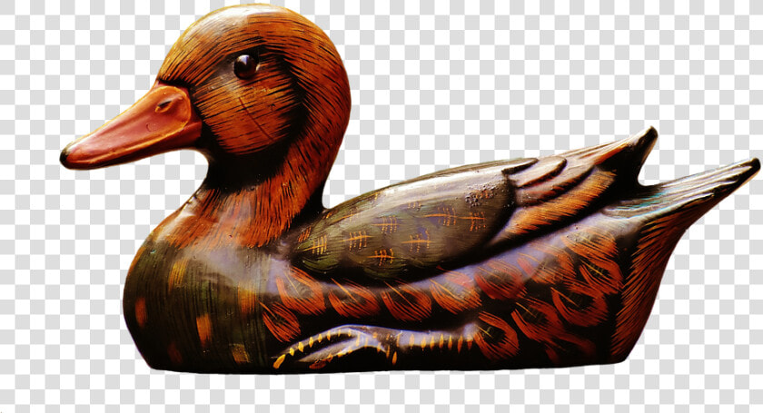 Seaduck   Pato De Madera Png  Transparent PngTransparent PNG