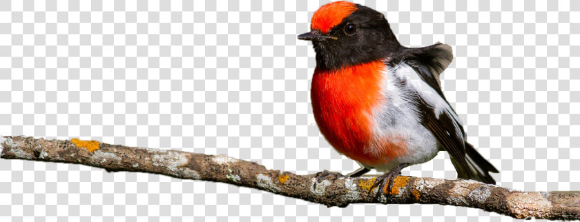 Spring Birds Png Image File   Rose Breasted Grosbeak  Transparent PngTransparent PNG
