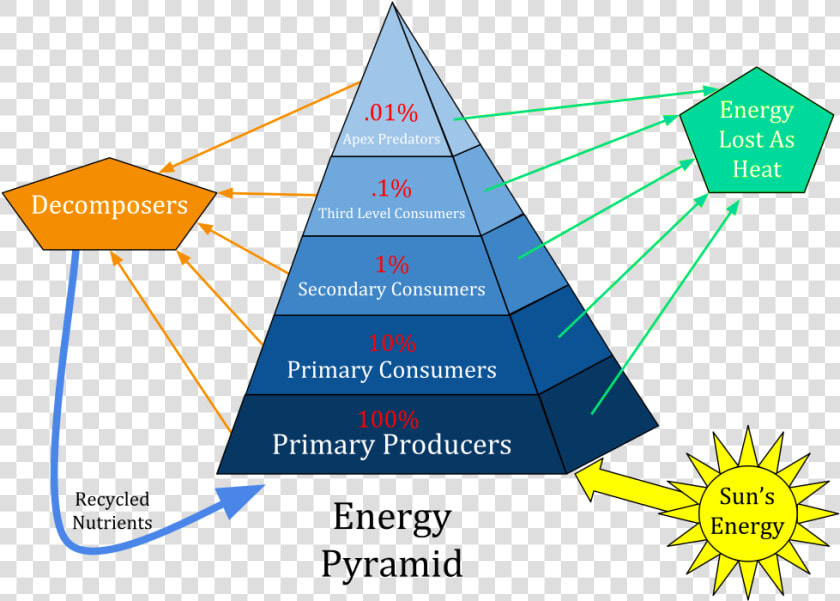 Ecological Pyramid  HD Png DownloadTransparent PNG