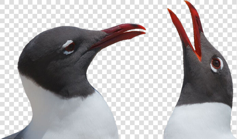 Чайки Freetoedit Scseagull Seagull   Gentoo Penguin  HD Png DownloadTransparent PNG