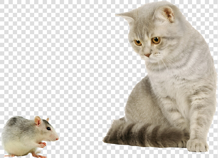 Cat And Mouse Image   Cat And Mouse Png  Transparent PngTransparent PNG