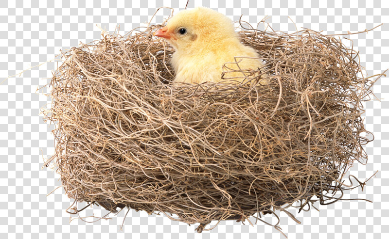 Transparent Nest Png   Nest Pic In Hd  Png DownloadTransparent PNG