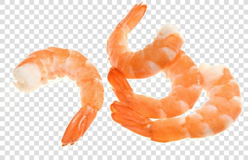 Shrimp Png Image   Shrimp Png  Transparent PngTransparent PNG