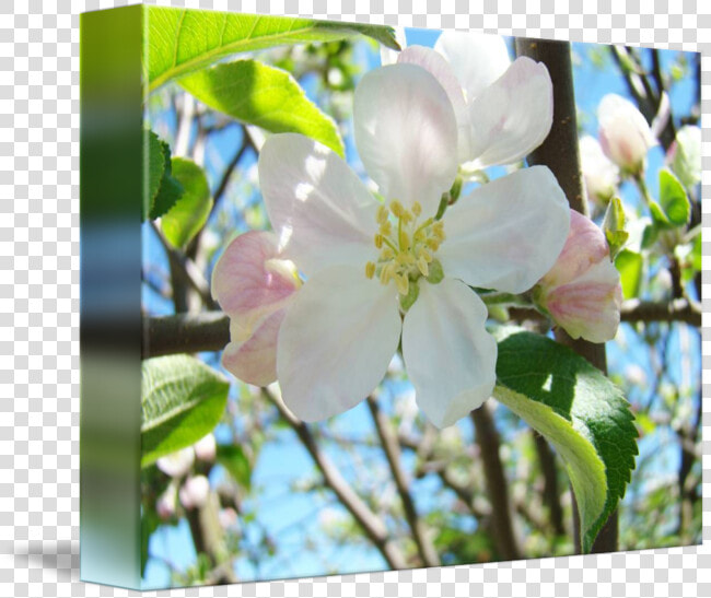 Evergreen Rose  HD Png DownloadTransparent PNG