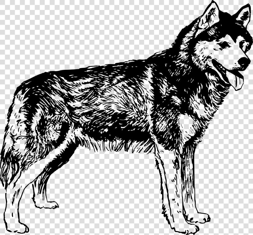 Husky Dog Clipart Graphic Library Library Clipart   Husky Black And White Png  Transparent PngTransparent PNG