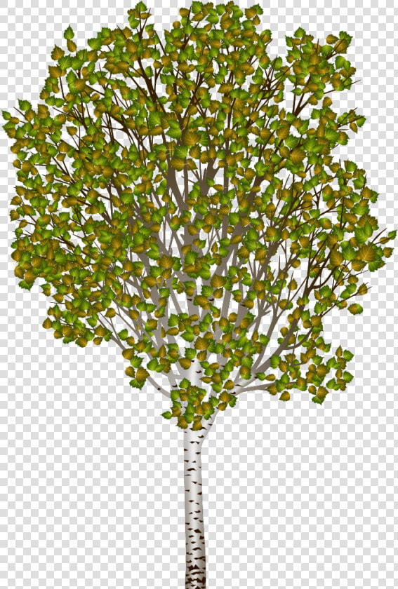 Transparent Water Puddle Png   Silver Birch Png  Png DownloadTransparent PNG