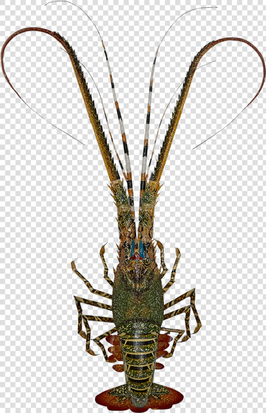 Lobster bamboo Painted   American Lobster  HD Png DownloadTransparent PNG