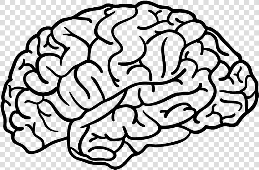  brain  outline   Brain Png  Transparent PngTransparent PNG
