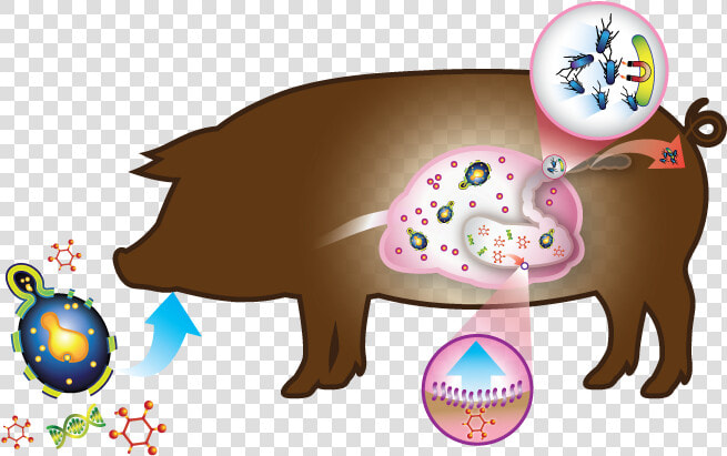 Swine Hilyses Components Feed   Swine Gut Health  HD Png DownloadTransparent PNG