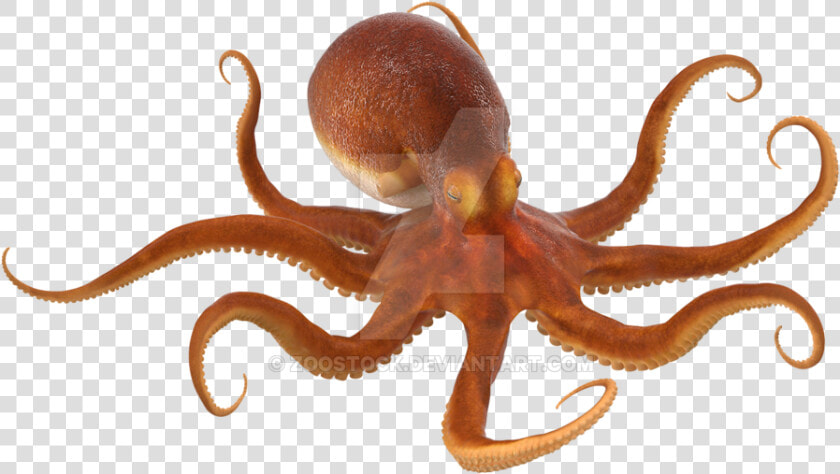 Octopus Png No Background   Octopus Png  Transparent PngTransparent PNG