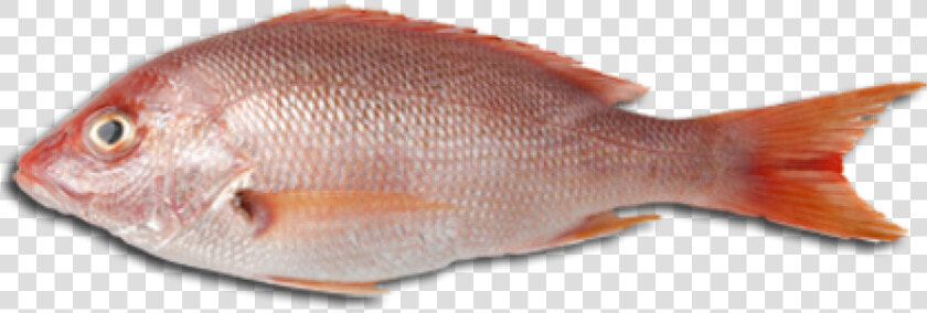 Download Free Fish Png Transparent Images Transparent   Fish Meat Png  Png DownloadTransparent PNG