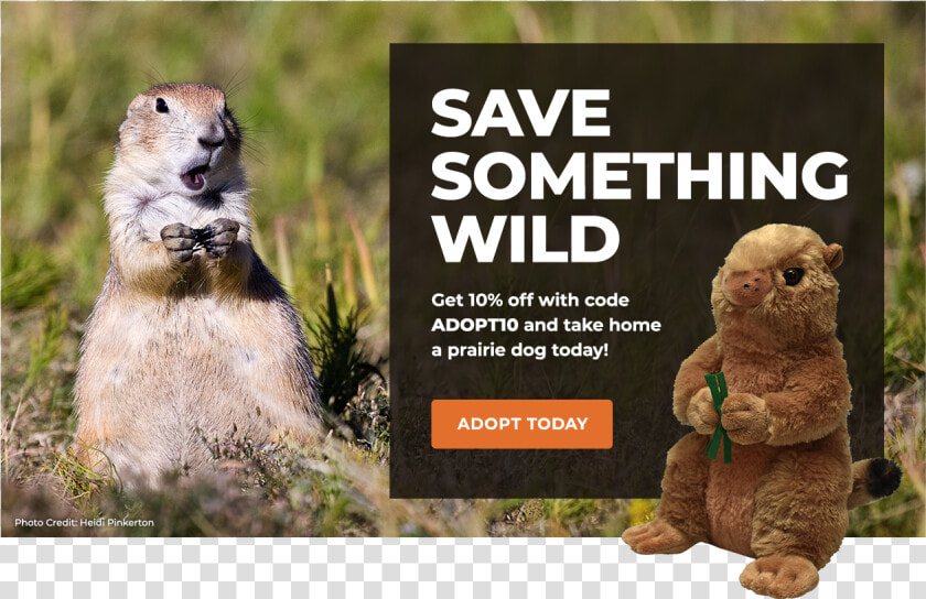 Adopt A Prairie Dog   Punxsutawney Phil  HD Png DownloadTransparent PNG
