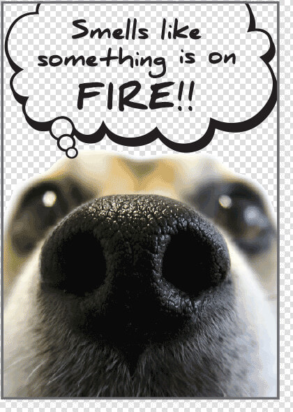 I Smell Something Burningâ€¦ Class   Smell Like Birthday Dog  HD Png DownloadTransparent PNG