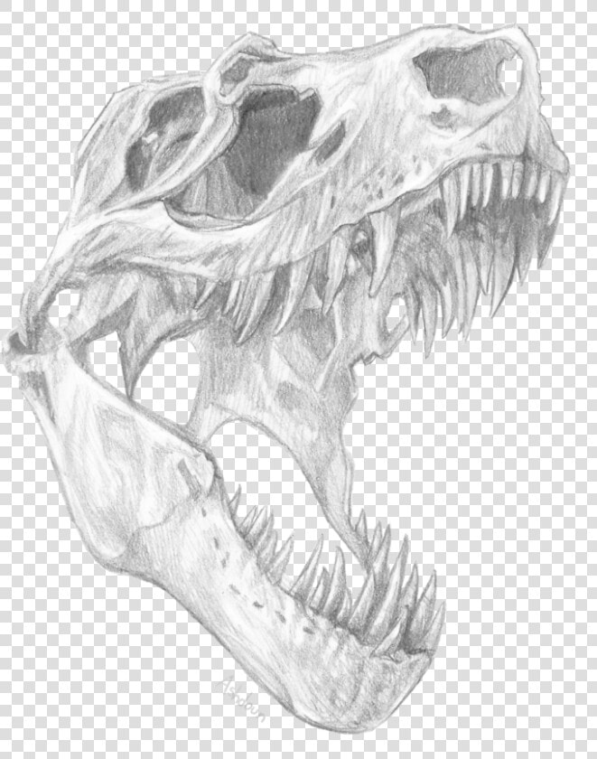 Collection Of Free Dinosaur Drawing Skull   T Rex Skull Design  HD Png DownloadTransparent PNG