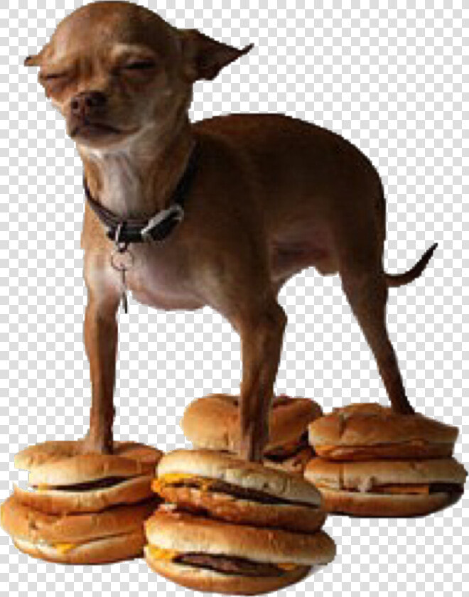  dankmeme  dankmemes  memes  meme  dank  chiuhauha   Dog On Hamburger Meme  HD Png DownloadTransparent PNG