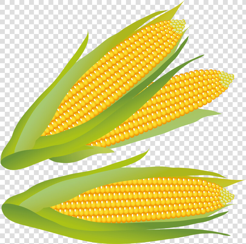 Corn On The Cob corn corn Kernels yellow sweet Corn vegetarian   Bullring Shopping Center  HD Png DownloadTransparent PNG