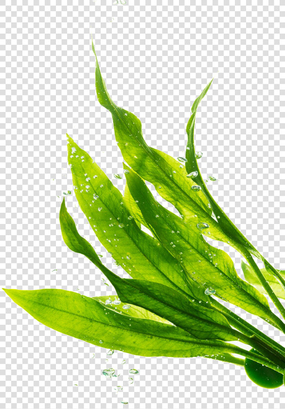 Png Transparente De Hojas Verdes   Seaweed Png  Png DownloadTransparent PNG