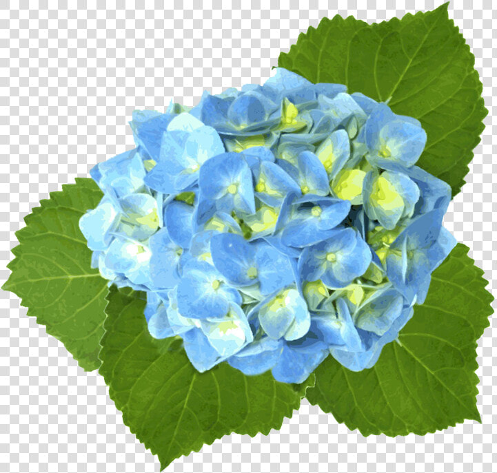 Hydrangea  Png V   Watercolor Blue Hydrangea Hydrangea Flowers Png  Transparent PngTransparent PNG