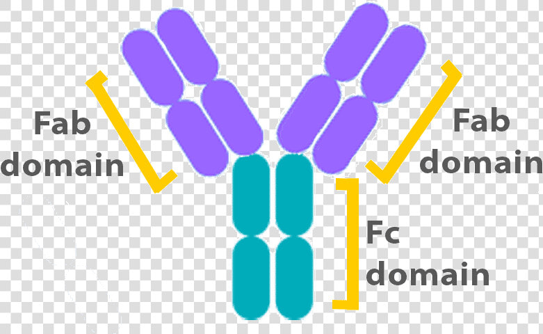 Antibody Structure   Fc Antibody  HD Png DownloadTransparent PNG
