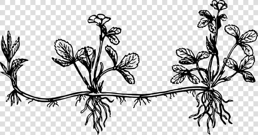 Art monochrome Photography twig   Plant Stolon Drawing  HD Png DownloadTransparent PNG