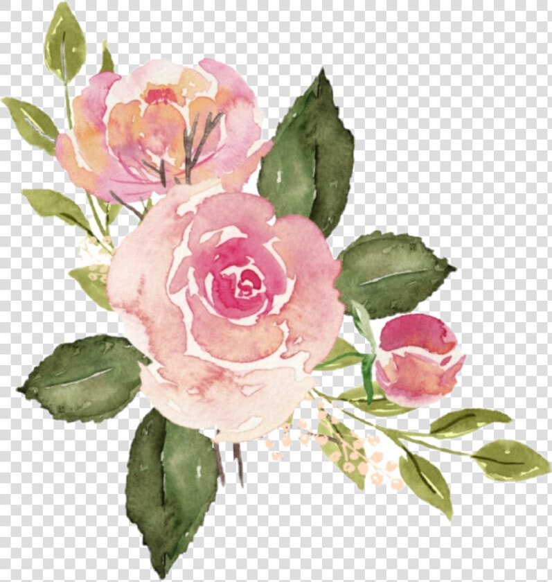  watercolor  roses  flowers  floral  bouquet  pink   Watercolor Pink Rose Png  Transparent PngTransparent PNG