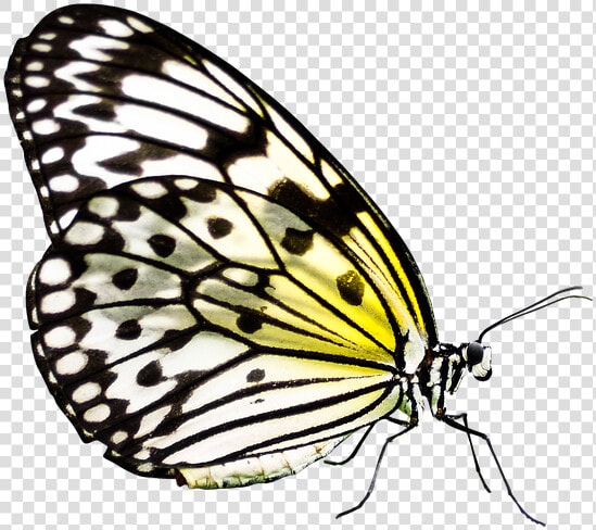 Butterfly  Insect  Wing  Nature  Flying  Probe   Butterfly  HD Png DownloadTransparent PNG
